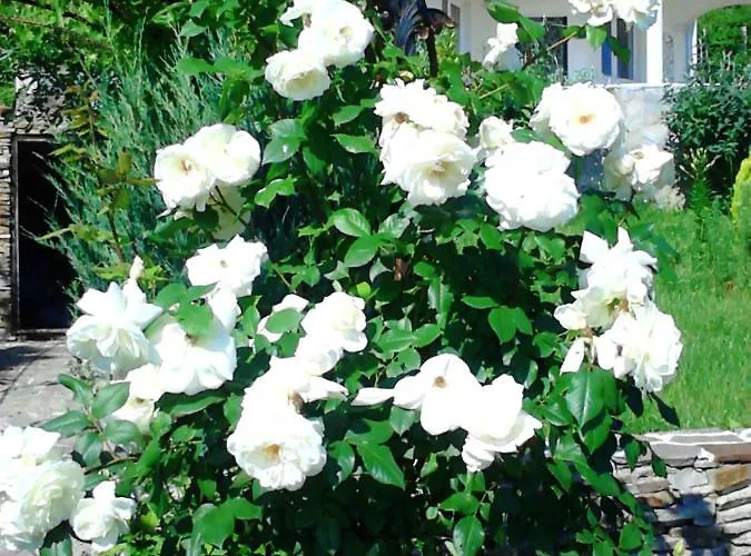 Sky Music Vilă Obzor