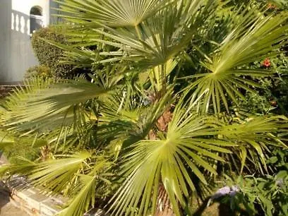 Sky Music オブゾー